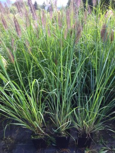 Trawa rozplenica japońska piórkówka (Pennisetum) Magic zdjęcie 2