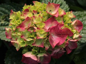 'Hortensja ogrodowa (Hydrangea) Speedy Red c3 zdjęcie 2' Hortensja ogrodowa (Hydrangea) Speedy Red c3 zdjęcie 2