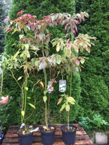 Dereń pagodowy (Cornus controversa) c5 zdjęcie sadzonki