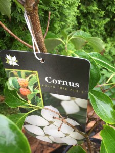 Dereń kousa (Cornus kousa) Big Apple c5 zdjęcie 7
