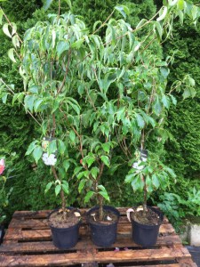 Dereń kousa (Cornus kousa) Big Apple c5 zdjęcie sadzonki