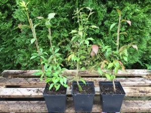 Trzmielina oskrzydlona Macrophyllus c2 zdjęcie sadzonki