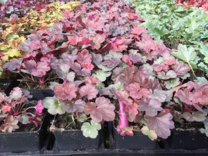 Żurawka (Heuchera) Cherry Cola zdjęcie sadzonki