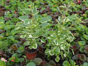 Komarzyca (Plectranthus coloides) zdjęcie 3