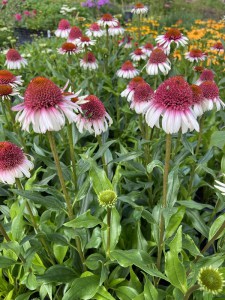 Jeżówka purpurowa (Echinacea) Strawberry And Cream zdjęcie 6