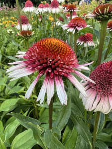Jeżówka purpurowa (Echinacea) Strawberry And Cream zdjęcie 5