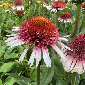 Jeżówka purpurowa (Echinacea) Strawberry And Cream zdjęcie 1