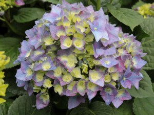 Hortensja ogrodowa (Hydrangea macrophylla) Blue Heaven c3 zdjęcie 5