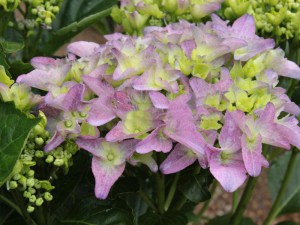 Hortensja  Early Blue, Hortensja niebieska c3 zdjęcie 5