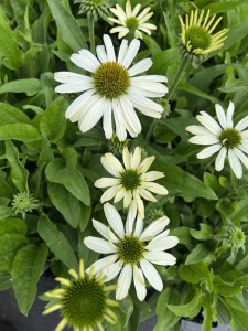 Jeżówka purpurowa (Echinacea) White Pearl zdjęcie 2