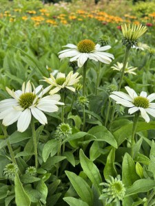 Jeżówka purpurowa (Echinacea) White Pearl zdjęcie 1