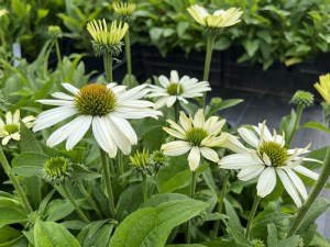 Jeżówka purpurowa (Echinacea) White Pearl zdjęcie 3