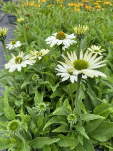Jeżówka purpurowa (Echinacea) White Pearl zdjęcie 4