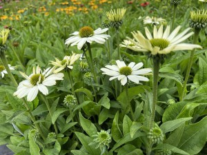 Jeżówka purpurowa (Echinacea) White Pearl zdjęcie 5