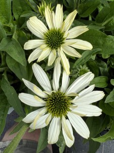 Jeżówka purpurowa (Echinacea) White Pearl zdjęcie 6