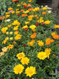 Gazania roślina rabatowa balkonowa zdjęcie 9