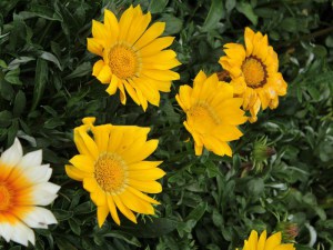 Gazania roślina rabatowa balkonowa zdjęcie 2