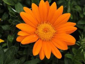 Gazania roślina rabatowa balkonowa zdjęcie 5