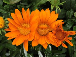 Gazania roślina rabatowa balkonowa zdjęcie 6
