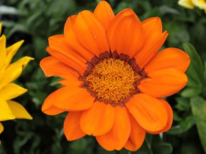 Gazania roślina rabatowa balkonowa zdjęcie 7