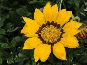 Gazania roślina rabatowa balkonowa zdjęcie 3