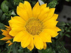 Gazania roślina rabatowa balkonowa zdjęcie 4