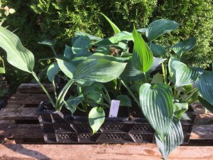 Funkia (Hosta) Blue Angel zdjęcie sadzonki 1
