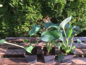 Funkia (Hosta) Blue Angel zdjęcie sadzonki 2