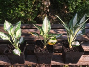 Funkia (Hosta) Loyalist zdjęcie sadzonki 2