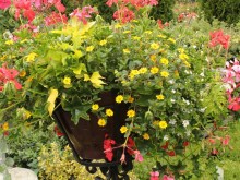 Sanwitalia rozesłana - rośliny balkonowe i tarasowe zdjęcie 3