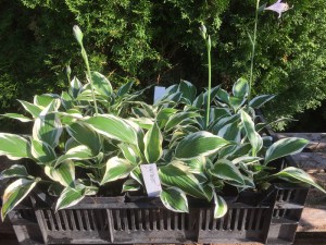Funkia (Hosta) Patriot zdjęcie sadzonki 1