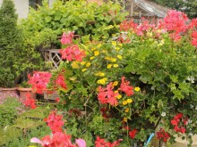 Sanwitalia rozesłana - rośliny balkonowe i tarasowe zdjęcie 4