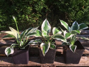 Funkia (Hosta) Patriot zdjęcie sadzonki 2