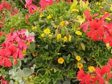 Sanwitalia rozesłana - rośliny balkonowe i tarasowe zdjęcie 5
