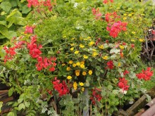 Sanwitalia rozesłana - rośliny balkonowe i tarasowe zdjęcie 6