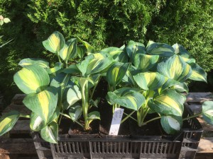 Funkia (Hosta) Dream Queen zdjęcie 7