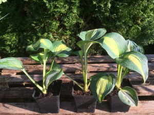 Funkia (Hosta) Dream Queen zdjęcie 8