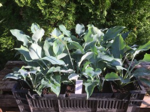 Funkia  (Hosta) Titanium zdjęcie sadzonki 1