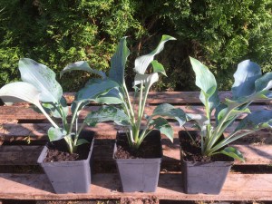 Funkia  (Hosta) Titanium zdjęcie sadzonki 2