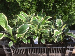 Funkia ( Hosta) Independence zdjęcie sadzonki 1