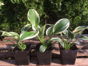 Funkia ( Hosta) Independence zdjęcie sadzonki 2