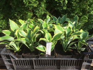 Funkia (Hosta) Liberty zdjęcie sadzonki 1