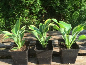 Funkia (Hosta) Liberty zdjęcie sadzonki 2