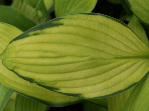 Funkia (Hosta) Midwest Magic zdjęcie 2