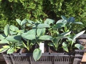 Funkia (Hosta) Big Daddy zdjęcie sadzonki 1
