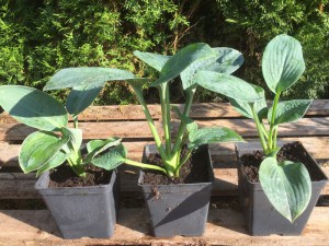 Funkia (Hosta) Big Daddy zdjęcie sadzonki 2