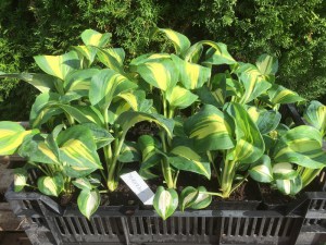 Funkia (Hosta) Thunderbolt zdjęcie sadzonki 1