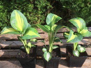 Funkia (Hosta) Thunderbolt zdjęcie sadzonki 2