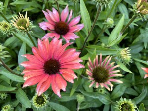 Jeżówka purpurowa (Echinacea) Flamingo zdjęcie 4