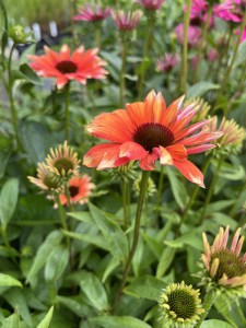 Jeżówka purpurowa (Echinacea) Flamingo zdjęcie 5